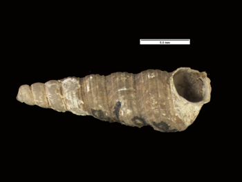 Media type: image; Malacology 154832